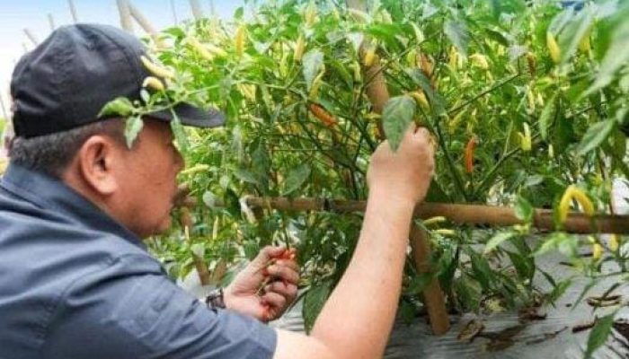 Panen Aneka Cabai Dan Sayuran Bersamaan Dengan Gerakan Pangan Murah Di Kebun Ambu