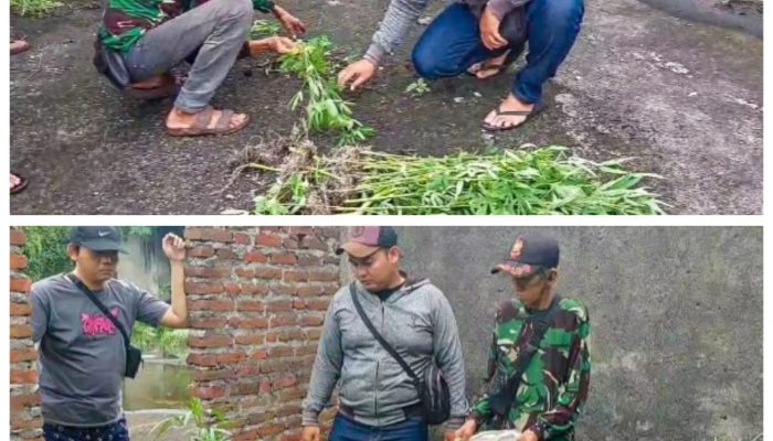 Penemuan Pohon Ganja Sampai Lapor ke Polsek Gedangan dan Polresta Sidoarjo