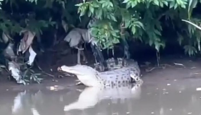 Teror Buaya di Sungai Klurak Hebohkan Warga Dua Desa di Sidoarjo