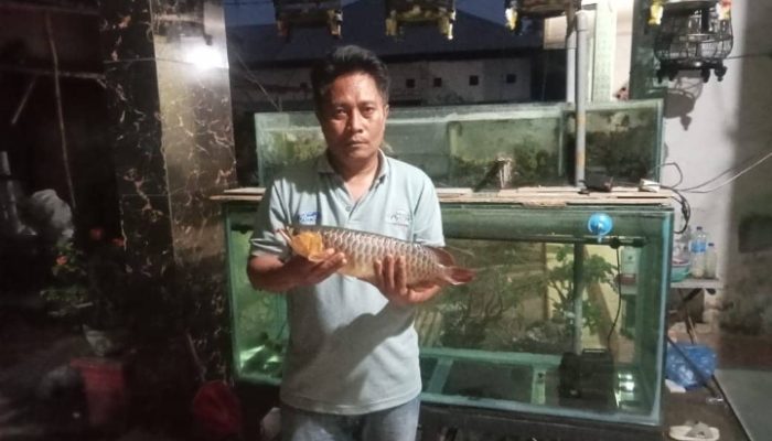 Sering Padam Listrik di Banyuates Sampang, Arowana Super Red Seharga 20 Juta Mati