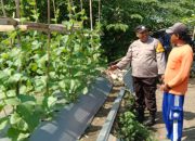 Polisi Apresiasi Warga Desa Lajuk Porong Kembangkan Usaha Budidaya Timun Mas