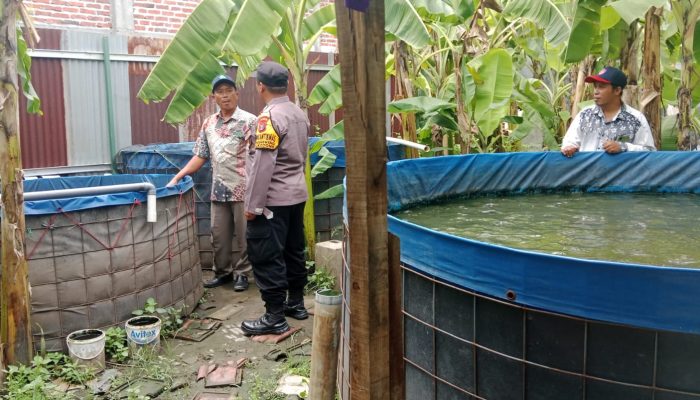 Polsek Sukodono Laksanakan Pengecekan Program Ketahanan Pangan Berbasis Budidaya Ikan Lele Di Desa Anggaswangi