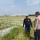 Polisi Cinta Petani, Bhabinkamtibmas Desa Pilang Bangga dengan Panen Melon