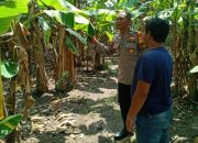 Bhabinkamtibmas Kenongo Motivasi Warga Kembangkan Lahan Pisang, Wujudkan Asta Cita Presiden Prabowo