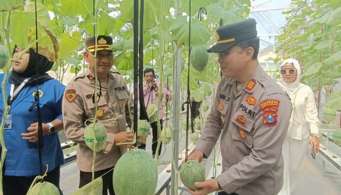 Polsek Tarik Polresta Sidoarjo Panen Melon Hidroponik Bersama Kelompok Tani Berkah Makmur, Wujud Sinergi Dukung Ketahanan Pangan