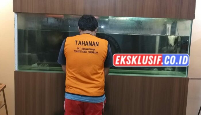 Pengedar Ganja Surabaya Diamankan, Satresnarkoba Polrestabes Surabaya Temukan Paket Siap Edar Di Dua Lokasi