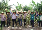 Dukung Asta Cita, Polres Pelabuhan Tanjung Perak Panen 1,6 Ton Jagung di Tambak Wedi