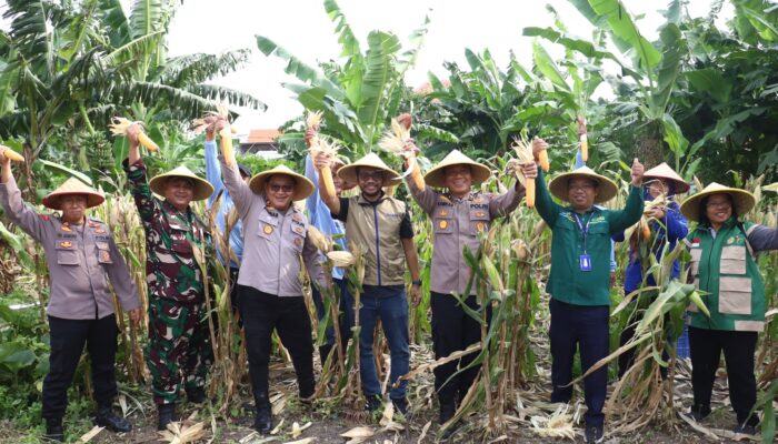 Dukung Asta Cita, Polres Pelabuhan Tanjung Perak Panen 1,6 Ton Jagung di Tambak Wedi