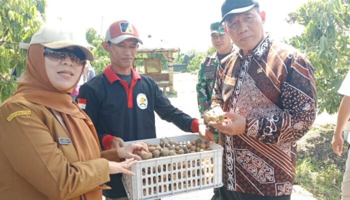 BHS Dorong Kebun Kelengkeng Tulangan Jadi Wisata Edukasi Terpadu