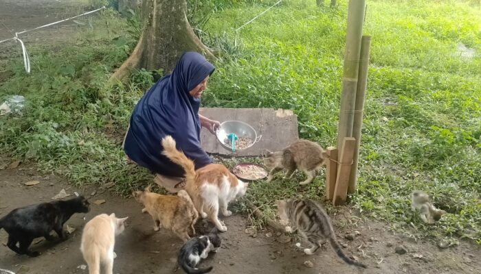 Kelangsungan Hidup Kucing Di Kuliner Purwakarta Sekaligus Tempat Wisata Perlu Kepedulian Pemerintah