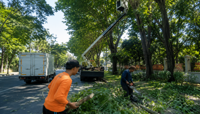 Masyarakat Diminta Segera Melapor Ketika Melihat Pohon Berisiko Tumbang