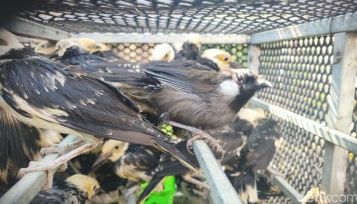 Jumlahnya ada : 3.394 Burung Berbagai Jenis dari Vietnam Diselundupkan ke Sidoarjo