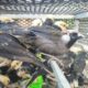 Jumlahnya ada : 3.394 Burung Berbagai Jenis dari Vietnam Diselundupkan ke Sidoarjo